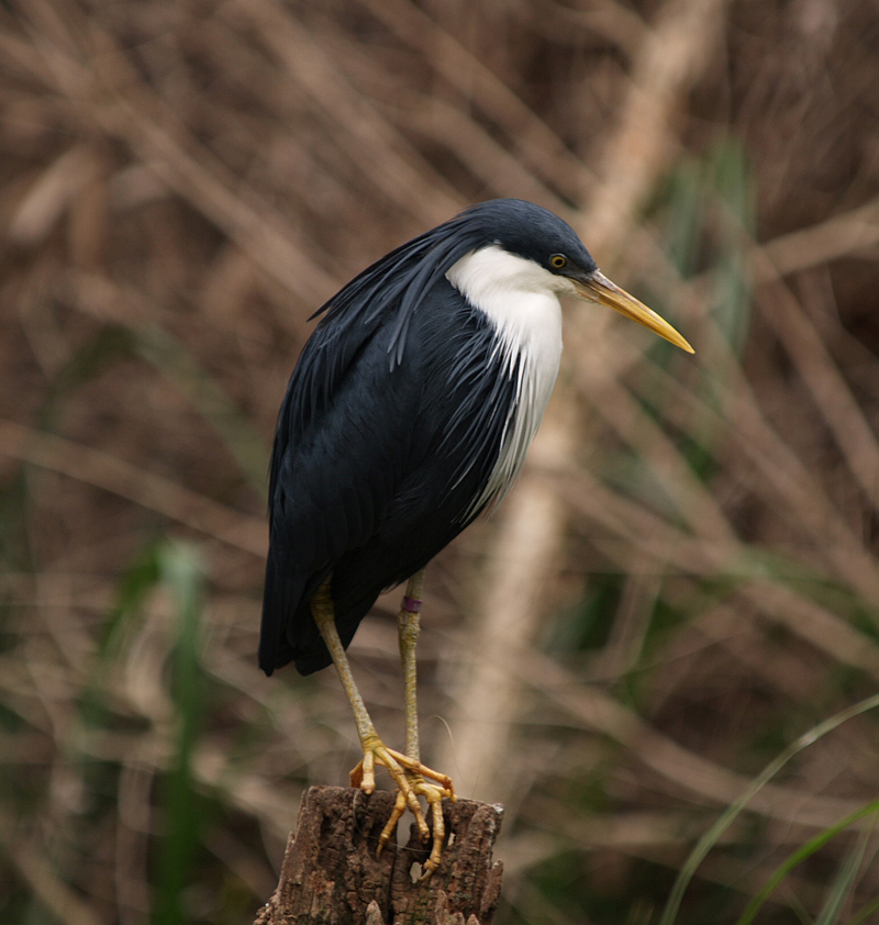 Blue Heron