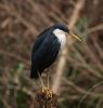 Blue Heron