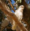 Corella in the sun