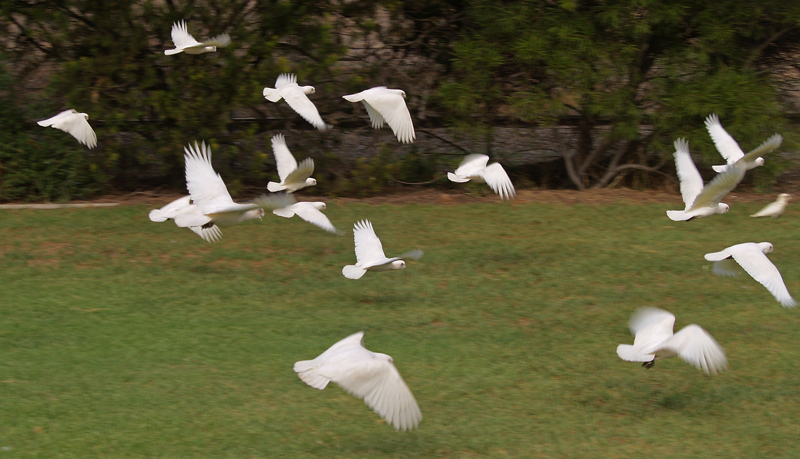 Corellas in flight