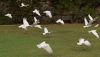 Corellas in flight