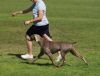 Weimaraner moving