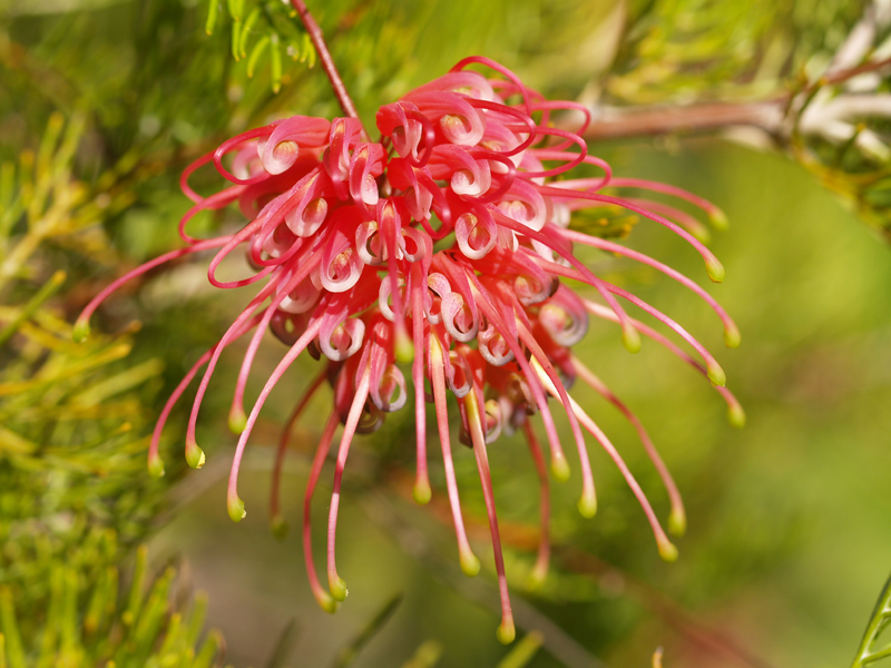 Grevillea