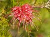 Grevillea