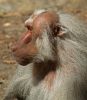 Old man baboon