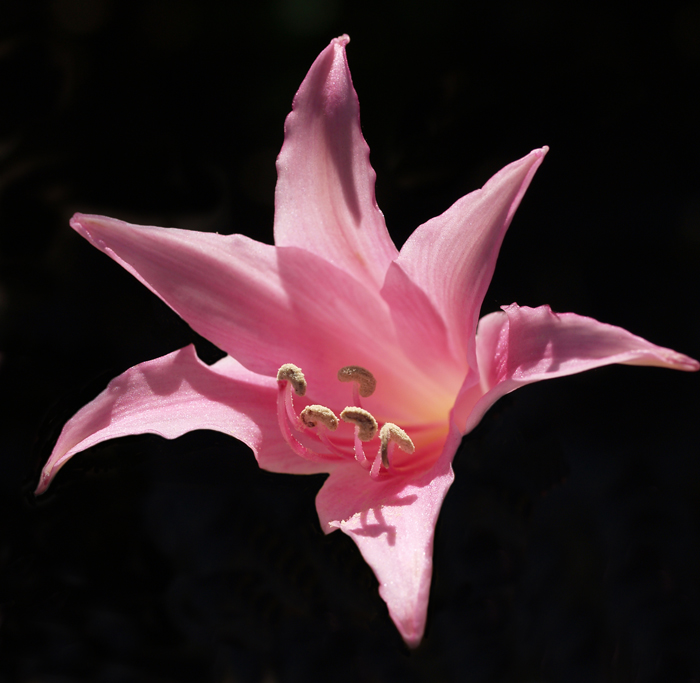 One lonely lily