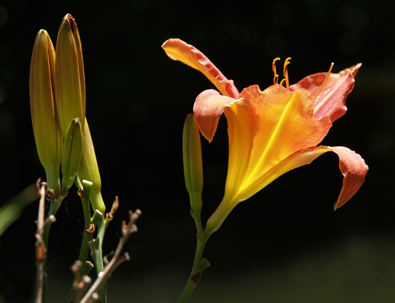 Lily in the summer sun