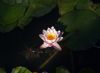 Early morning water lily