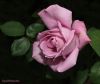 Mauve rose after sunset