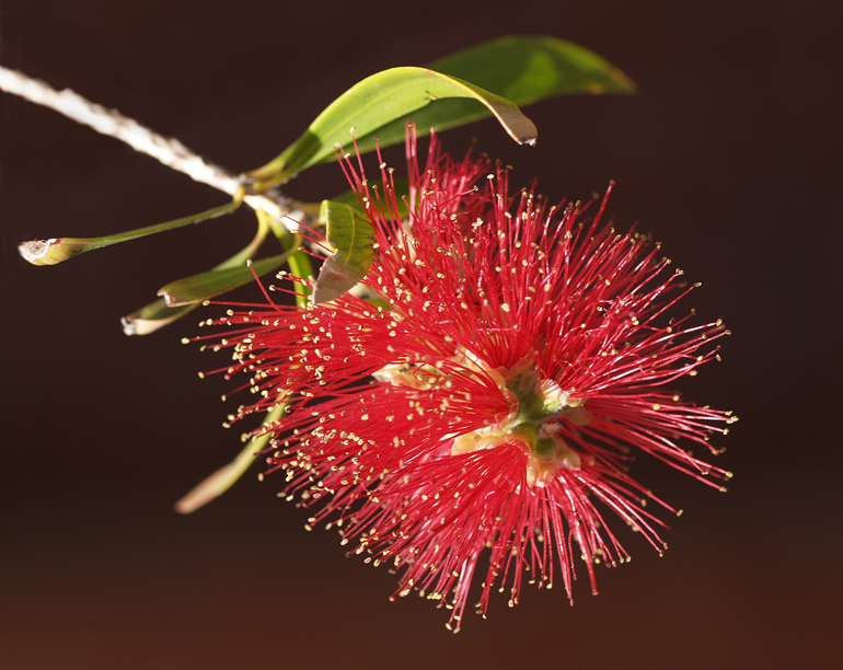 Bottlebrush