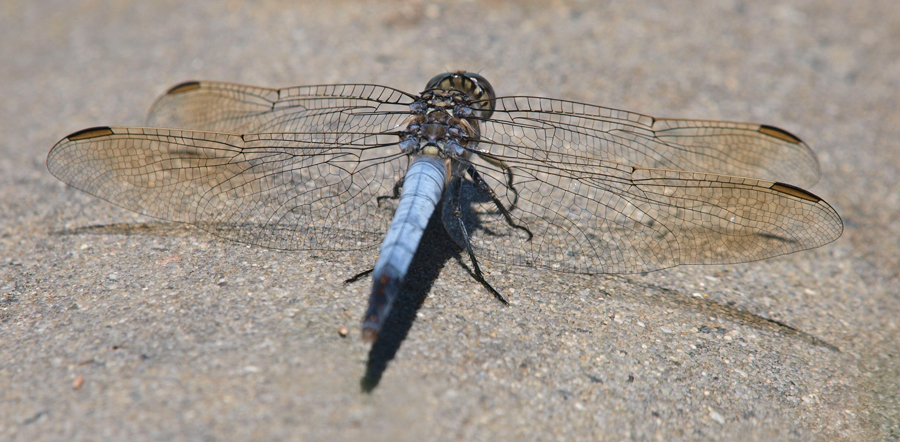 Dragon fly
