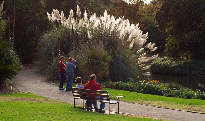 Pampas Grass