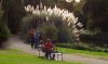 Pampas Grass
