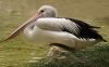 Australian pelican