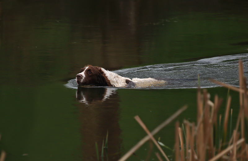 Springer spaniel swimming