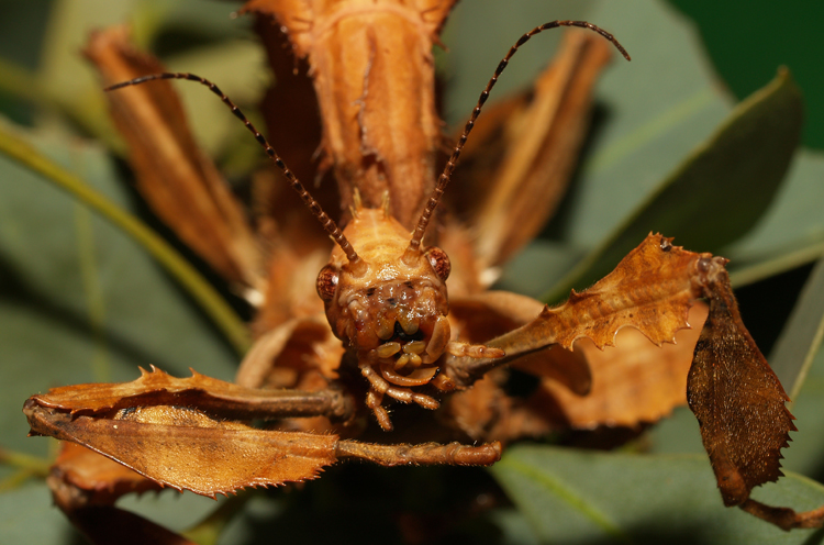 Spiny leaf insect