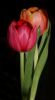 Tulips at night