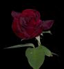 Velvet rose