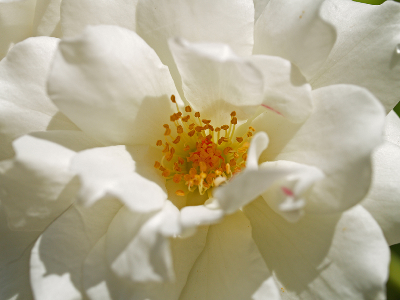 White rose