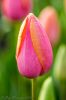 Degoed Bulb Farm 2