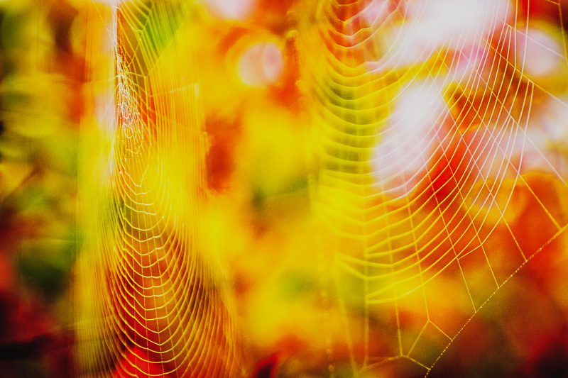 Spider Webs