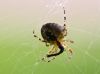 Spider on my back porch by Greg Mennegar