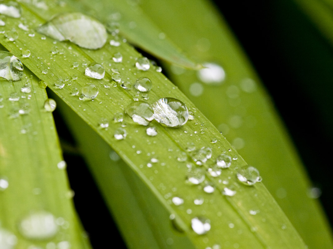 After the rain 1