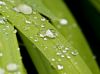After the rain 1