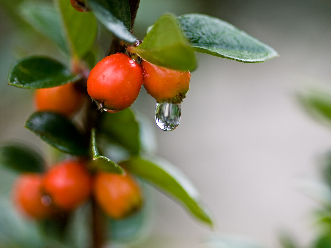 After the rain 2