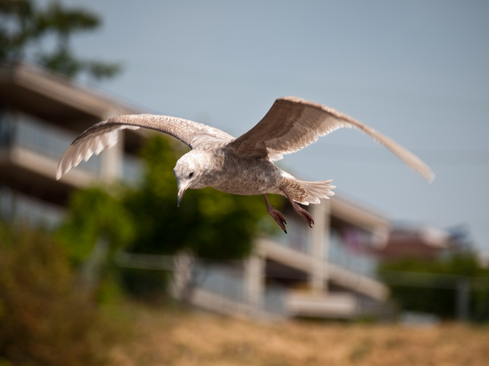 Seagull at Des Moines Marina 1