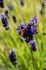 Lavender Bee by Greg Mennegar