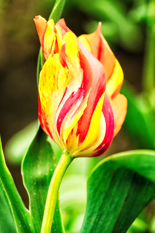 Tulips 2