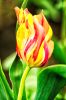 Tulips 2 by Greg Mennegar