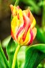 Tulips 2