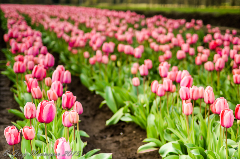 Degoede Bulb Farm