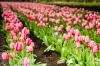 Degoede Bulb Farm
