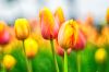 Tulips 1 by Greg Mennegar