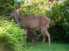 Bambi and mommy in my back yard by Greg Mennegar