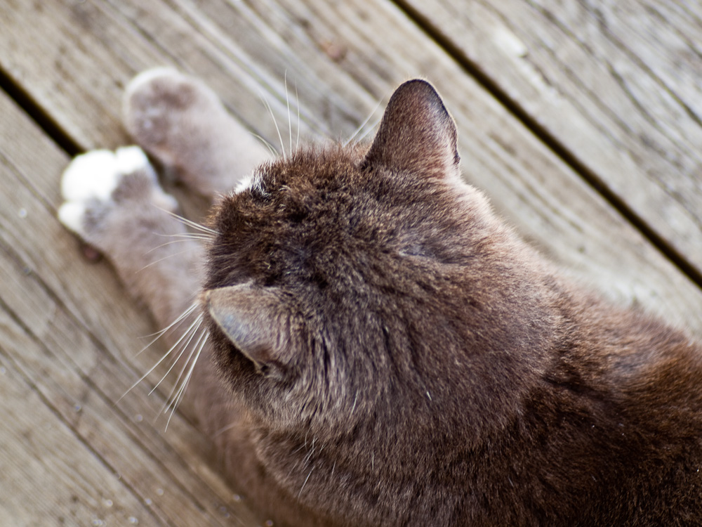 My next door neighbor's cat