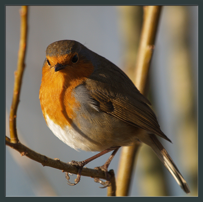 Erithacus Rubecula 2