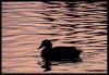Bonjour Mon Canard