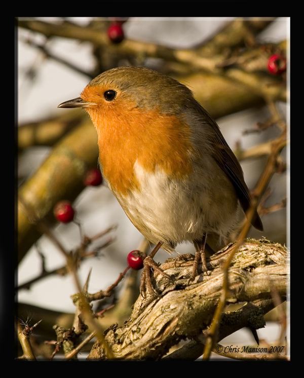 Erithacus rubecula