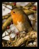 Erithacus rubecula