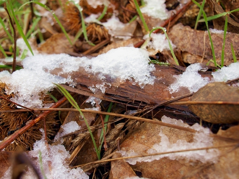 Frozen Plants