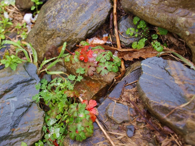 Frozen Plants 2