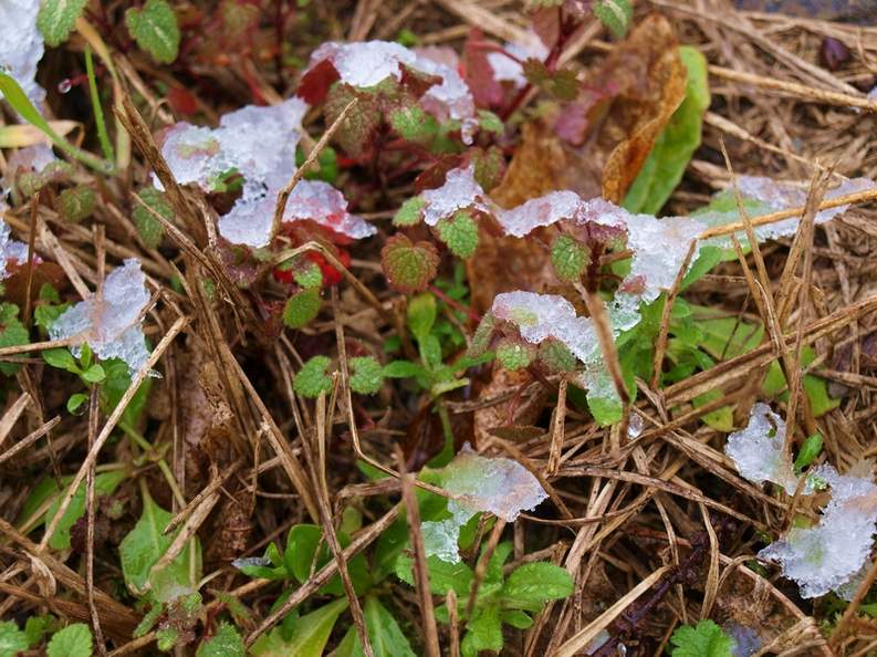 Frozen Plants 3