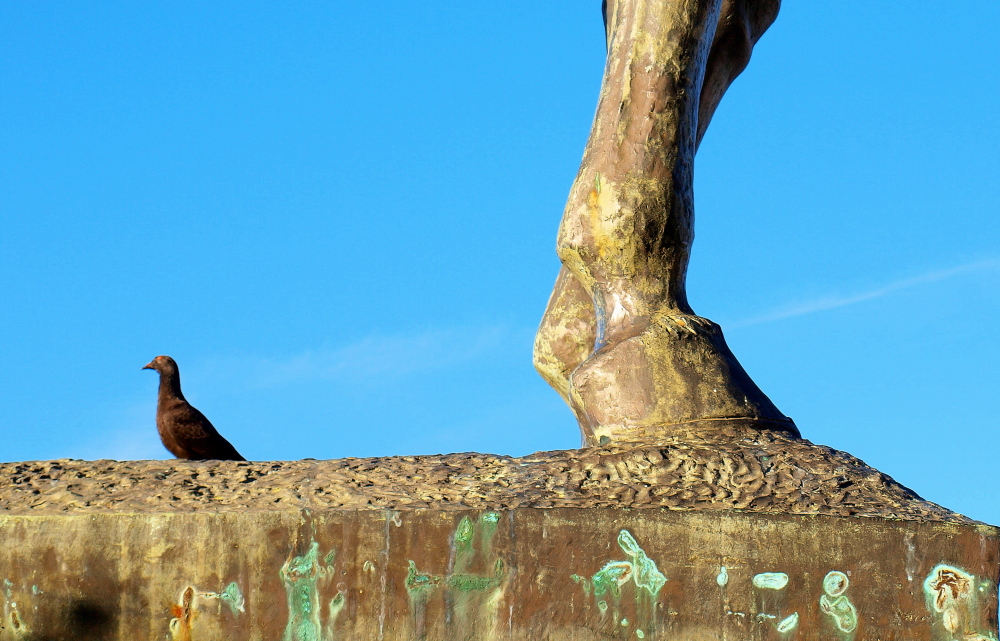 Horse Shoe Vs. Mad Pidgeon