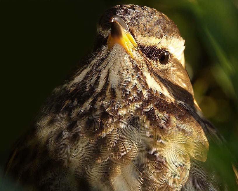 Redwing