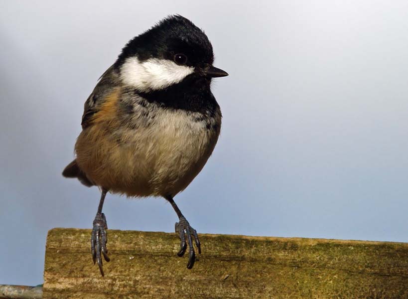 Coal Tit