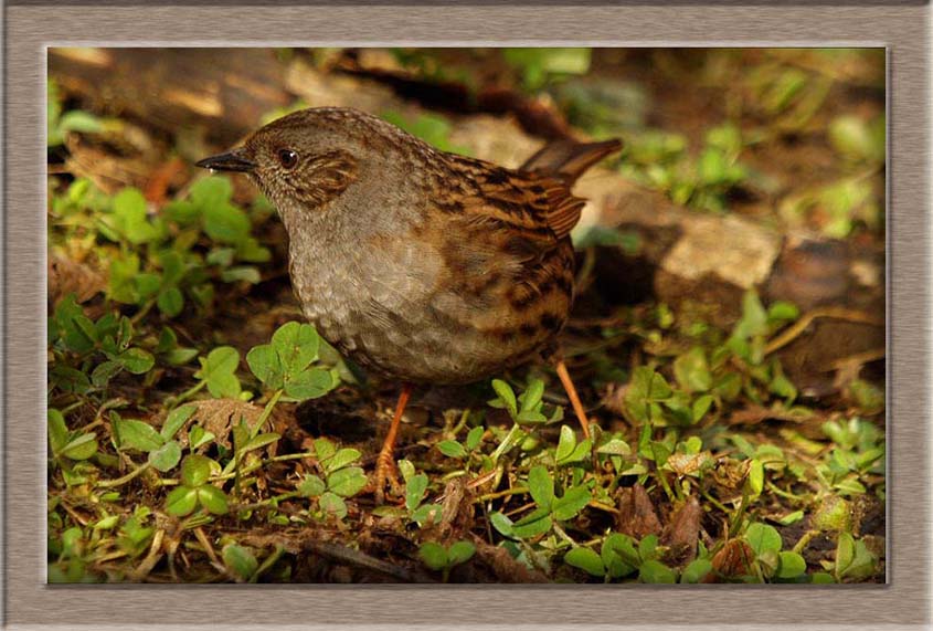 Dunnock